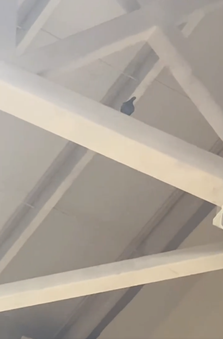 刚好鸟屎掉, inews 刚好鸟屎掉, inews